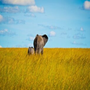 Masai Mara