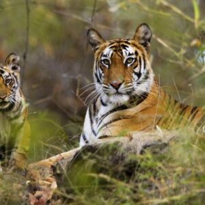 Phansad Wildlife Sanctuary