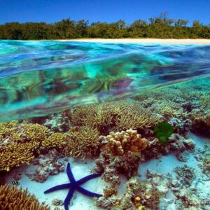 the great Barrier reef