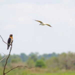 Bird Watching