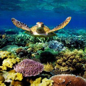 the great Barrier reef
