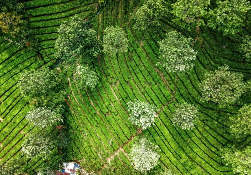 assam-img